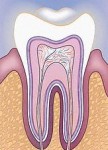 tooth