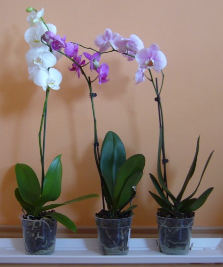 Phalaenopsis