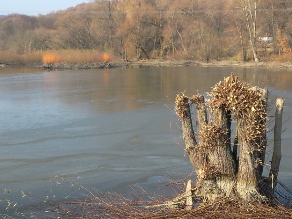vrba
