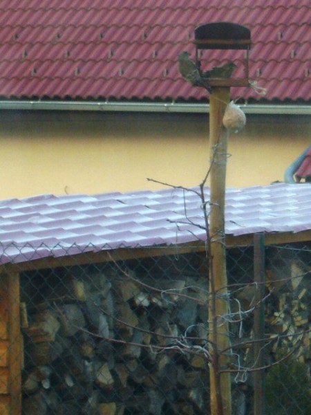 pipi