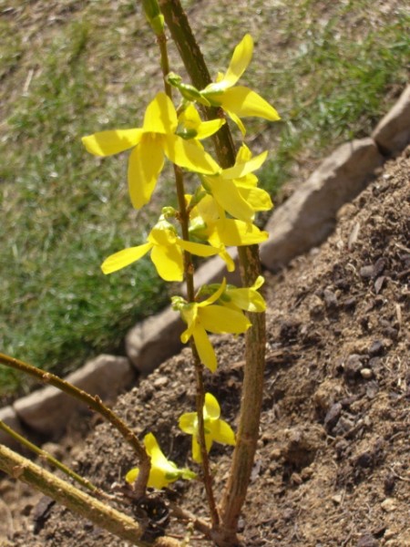 P1100423