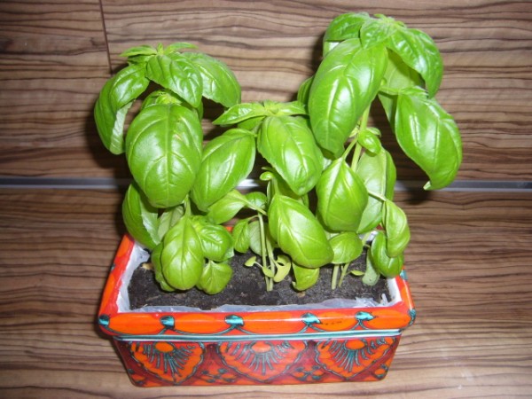 P1100681