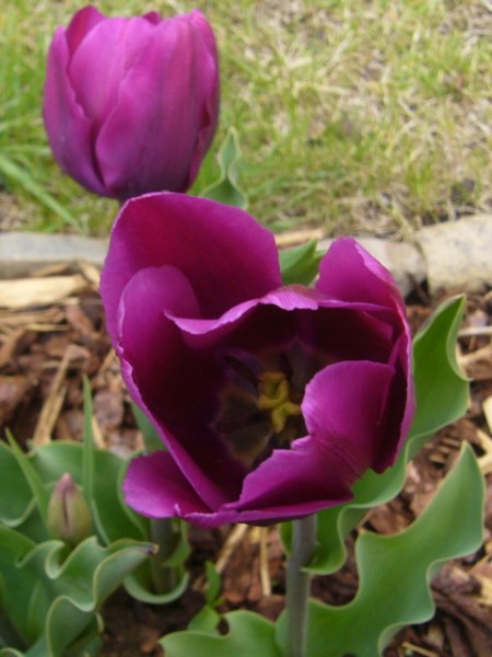 tulip