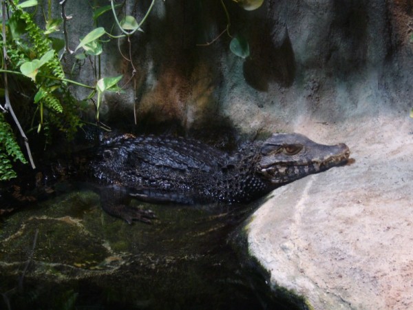krokous
