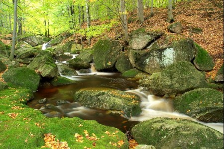 vodika