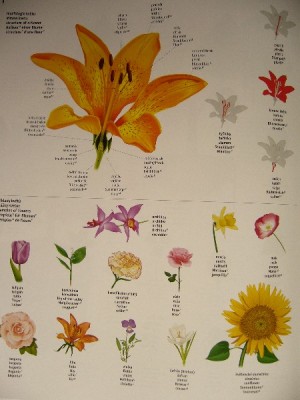 flora